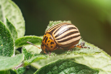 Agricultural pest Colorado potato beetle eats potato leaves