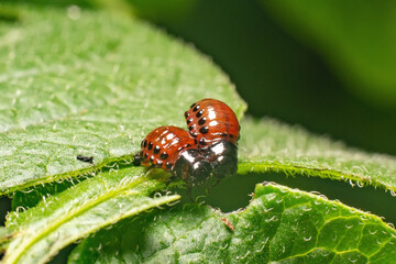 Colorado potato beetle larvae eats potato leaves, damaging agriculture