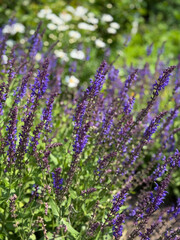 Lavender blue salvia flowers blooming in a sunny garden