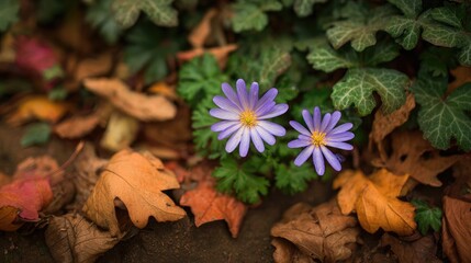 Two vibrant purple flowers amidst fallen autumn leaves.