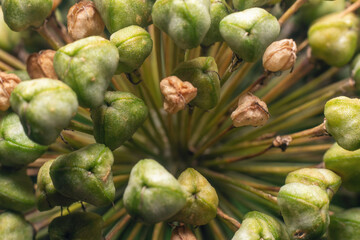 Close-up of the capsules and seeds of the Allium ampeloprasum onion in the garden
