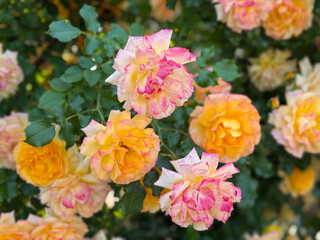 Yellow and pink roses blooming in a summer garden, floral wallpaper background with pink yellow...