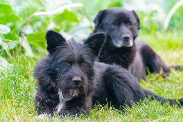 Two black dogs are lying in the green grass