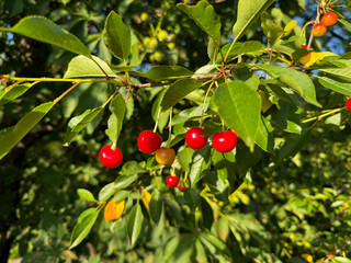 Red cherries on a cherry tree branch in natural sunlight close up