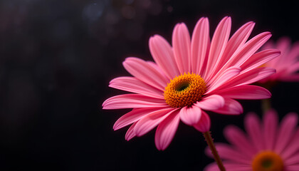 pink daisy flower