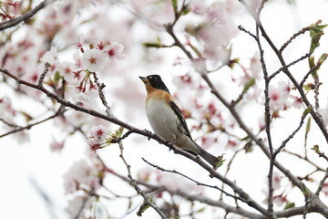 The brambling (Fringilla montifringilla) is a small passerine bird in the finch family Fringillidae. This photo was taken in Japan.