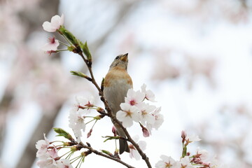 The brambling (Fringilla montifringilla) is a small passerine bird in the finch family Fringillidae. This photo was taken in Japan.