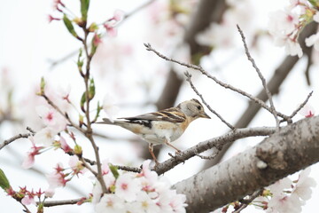 The brambling (Fringilla montifringilla) is a small passerine bird in the finch family Fringillidae. This photo was taken in Japan.