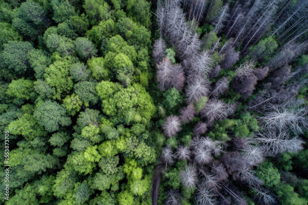 Aufkleber aerial view of a dense green forest transitioning into a barren leafless area du daytime with vibran