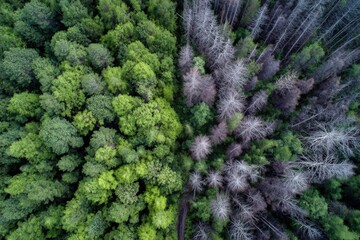 Aerial view of a dense green forest transitioning into a barren leafless area du daytime with vibrant and muted trees in a natural landscape scene