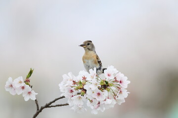The brambling (Fringilla montifringilla) is a small passerine bird in the finch family Fringillidae. This photo was taken in Japan.