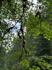 Fototapeta premium sky branch shades in the woods