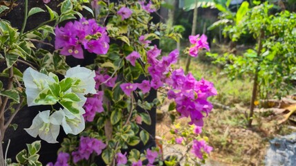 Bougainvillea Flowers in Garden