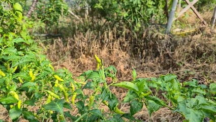 Chili Plant with Green Peppers in Garden