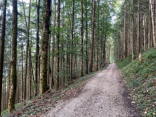 path in the woods