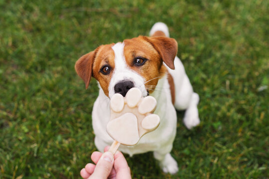 Cute Jack Russell Terrier eating a paw shaped ice cream treat on the green lawn on a sunny day. A male hand holds an ice cream for his dog