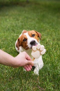 Adorable Jack Russell Terrier eating a paw shaped ice cream treat on the green lawn on a sunny day. A male hand holds an ice cream for his dog