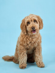 A Labradoodle with curly fur sits calmly, looking straight ahead, set against a light blue background.