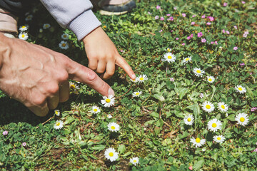 Adult and child hands pointing at daisies in green grass on sunny day, concept of childhood exploration and nature learning