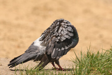 Pigeon without head