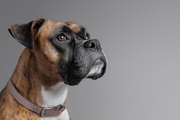Dog Portrait: Brindle fur and brown eyes, attentive gaze | volcanic eruption