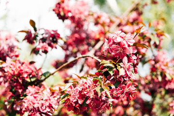 Blossoming cherry tree branches showcase vibrant pink flowers in springtime sunlight