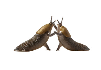 Two Aquatic Insects Facing Off A CloseUp View isolated on transparent baackground