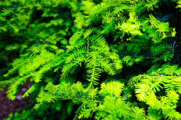 Vivid green foliage of evergreen trees in a tranquil natural setting during daylight hours