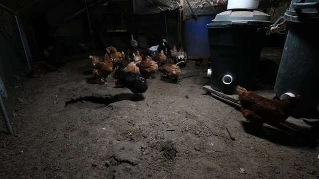 Evening shot of cage free hens preparing for nightfall as white ducks run around trying to mate while animals being organically raised in back yard farm