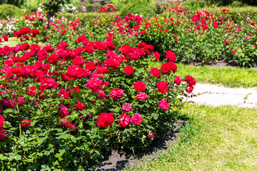 Bright red roses in full bloom at a sunny garden during midday