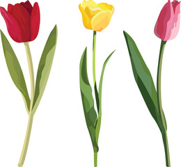 Obraz premium tulip test