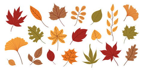 Flat vector collection of colorful autumn leaves. Hand drawn fall foliage set with maple, oak, ginkgo, chestnut and other leaf types. Seasonal clipart for fall design, posters and patterns.
