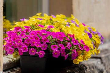 Selective focus of purple and yellow mini Petunia flowers in the garden pot, Calibrachoa (Million...