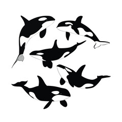 set of killer whale  © Himanshi