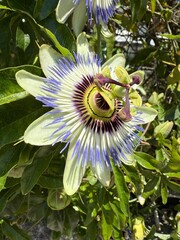 Passiflora caerulea, the blue passionflower, bluecrown passionflower or common passion flower