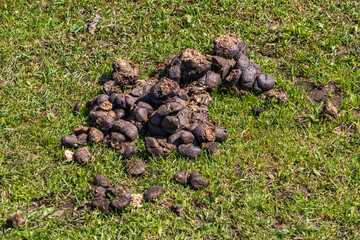 Fresh horse manure on grass. Animal feces on a green lawn. Environmental pollution caused by...