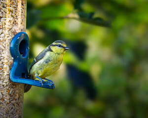 Juvenile Fledgling Blue Tit sitting on a bird feeder, Hauxley, Northumberland June 2025