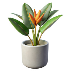 Vibrant orange bird of paradise flower in a modern pot isolated on transparent background