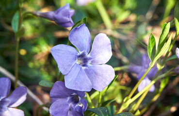 blue, blooming periwinkle flower in a meadow in spring