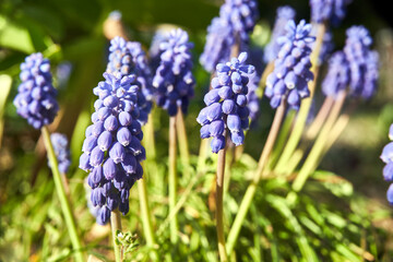 blue, blooming grape hyacinth flower in a meadow in spring