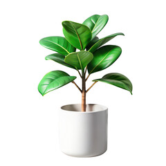 Vibrant green ficus lyrata plant in a white ceramic pot isolated on transparent background