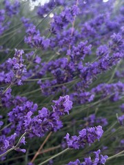 closeup of lavender bush with lavender flowers blooming, soft blurry background