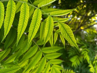 light and dark green leaves of the plant False Spirea Sorbaria sorbifolia, Mr. Mustard variety, natural green floral background