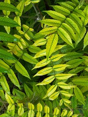 light and dark green leaves of the plant False Spirea Sorbaria sorbifolia, Mr. Mustard variety, natural green floral background