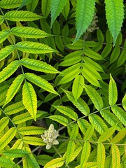 light and dark green leaves of the plant False Spirea Sorbaria sorbifolia, Mr. Mustard variety, natural green floral background