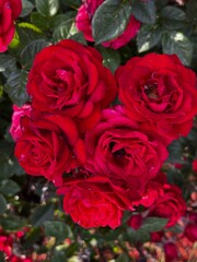 close up of bundle of red roses blooming on rose plant