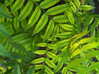 light and dark green leaves of the plant False Spirea Sorbaria sorbifolia, Mr. Mustard variety, natural green floral background