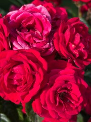 close up of bundle of red roses blooming on rose plant