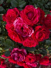 close up of bundle of red roses blooming on rose plant