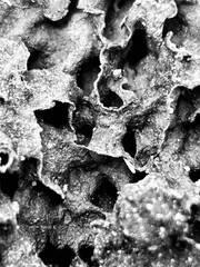 close-up view of a termite nest